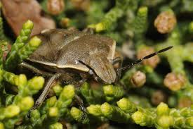 Attēlu rezultāti vaicājumam “Chlorochroa pinicola”