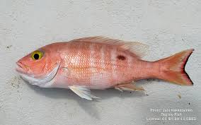 Image result for Lutjanus alexandrei