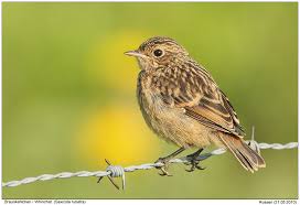 Attēlu rezultāti vaicājumam “Saxicola rubetra juvenile”