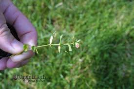 Attēlu rezultāti vaicājumam “Anagallis arvensis leaf”