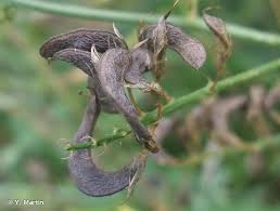 Attēlu rezultāti vaicājumam “Medicago sativa subsp. falcata”