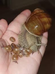 Attēlu rezultāti vaicājumam “Helix pomatia”