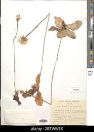 Attēlu rezultāti vaicājumam “Hypochaeris maculata leaf”