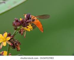 Attēlu rezultāti vaicājumam “Episyrphus balteatus”