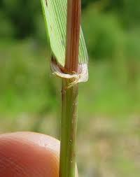 Attēlu rezultāti vaicājumam “Lolium perenne”