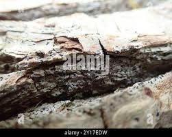 Attēlu rezultāti vaicājumam “Alyxoria varia”