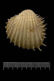 Attēlu rezultāti vaicājumam “Cribraria costata”