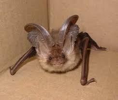 Attēlu rezultāti vaicājumam “Plecotus auritus”