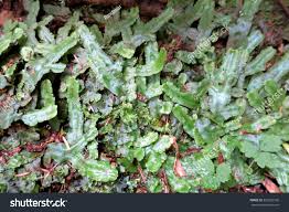 Attēlu rezultāti vaicājumam “Conocephalum”