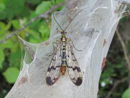 Attēlu rezultāti vaicājumam “Panorpa communis imago”