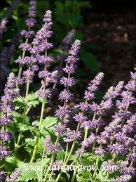 Attēlu rezultāti vaicājumam “Salvia verticillata”