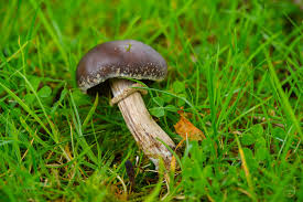 Attēlu rezultāti vaicājumam “Typhula erythropus”