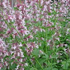 Image result for Katzenminze