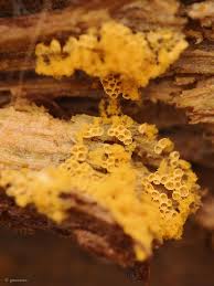 Attēlu rezultāti vaicājumam “Oligonema sp.”