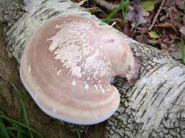 Attēlu rezultāti vaicājumam “Piptoporus betulinus”