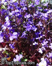 Image result for Lobelia erinus