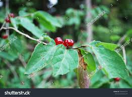 Attēlu rezultāti vaicājumam “Lonicera xylosteum fruit”