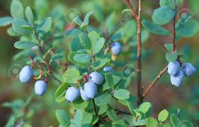 Attēlu rezultāti vaicājumam “Vaccinium uliginosum fruit”