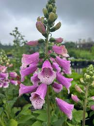 Attēlu rezultāti vaicājumam “Digitalis purpurea fruit”