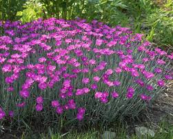 Image result for Dianthus