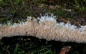 Attēlu rezultāti vaicājumam “Hydnocristella himantia”