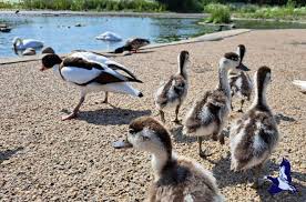 Attēlu rezultāti vaicājumam “Tadorna tadorna juvenile”