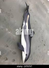 Image result for Leucopleurus acutus