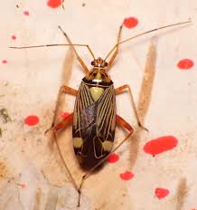 Attēlu rezultāti vaicājumam “Closterotomus biclavatus imago”