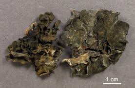 Attēlu rezultāti vaicājumam “Leptogium saturninum”