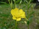 File:<b>Oenothera biennis</b>