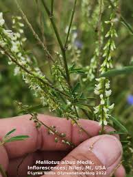 Attēlu rezultāti vaicājumam “Melilotus albus flower”