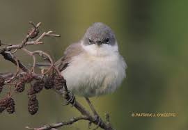 Attēlu rezultāti vaicājumam “Sylvia curruca”