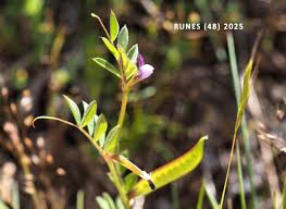 Attēlu rezultāti vaicājumam “Vicia lathyroides”