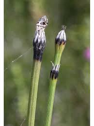 Attēlu rezultāti vaicājumam “Equisetum variegatum”