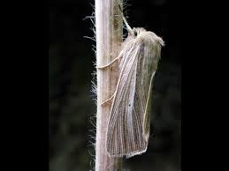 Attēlu rezultāti vaicājumam “Mythimna impura”