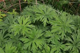 Attēlu rezultāti vaicājumam “Geranium pratense leaf”