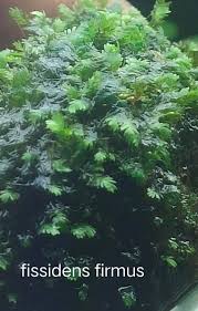 Attēlu rezultāti vaicājumam “Fissidens pusillus sporophyte”