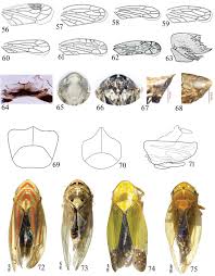 Attēlu rezultāti vaicājumam “Macrosteles sp. nymph”