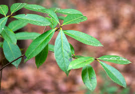 Attēlu rezultāti vaicājumam “Saussurea esthonica leaf”