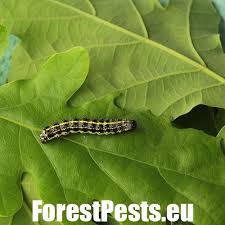 Attēlu rezultāti vaicājumam “Orthosia miniosa larva”
