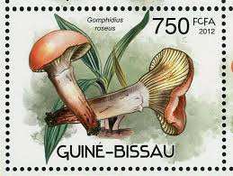 Attēlu rezultāti vaicājumam “Gomphidius roseus”