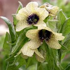 Attēlu rezultāti vaicājumam “Phyteuma spicatum fruit”