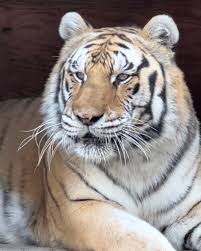 Kuvahaun tulos haulle tigers