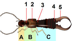 Attēlu rezultāti vaicājumam “Forficula auricularia”