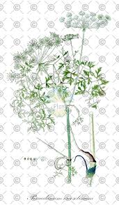 Attēlu rezultāti vaicājumam “Peucedanum oreoselinum flower”