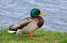 Attēlu rezultāti vaicājumam “Anas platyrhynchos male”