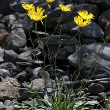 Attēlu rezultāti vaicājumam “Hieracium”