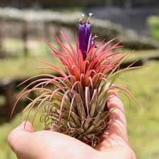 Image result for tillandsia umbellata
