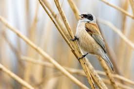 Attēlu rezultāti vaicājumam “Remiz pendulinus adult”