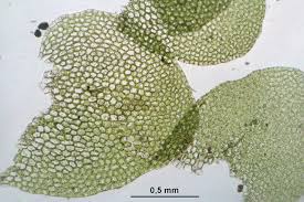 Attēlu rezultāti vaicājumam “Calypogeia muelleriana”